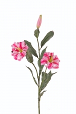 Tijgerlelie klein, donker rose 85cm